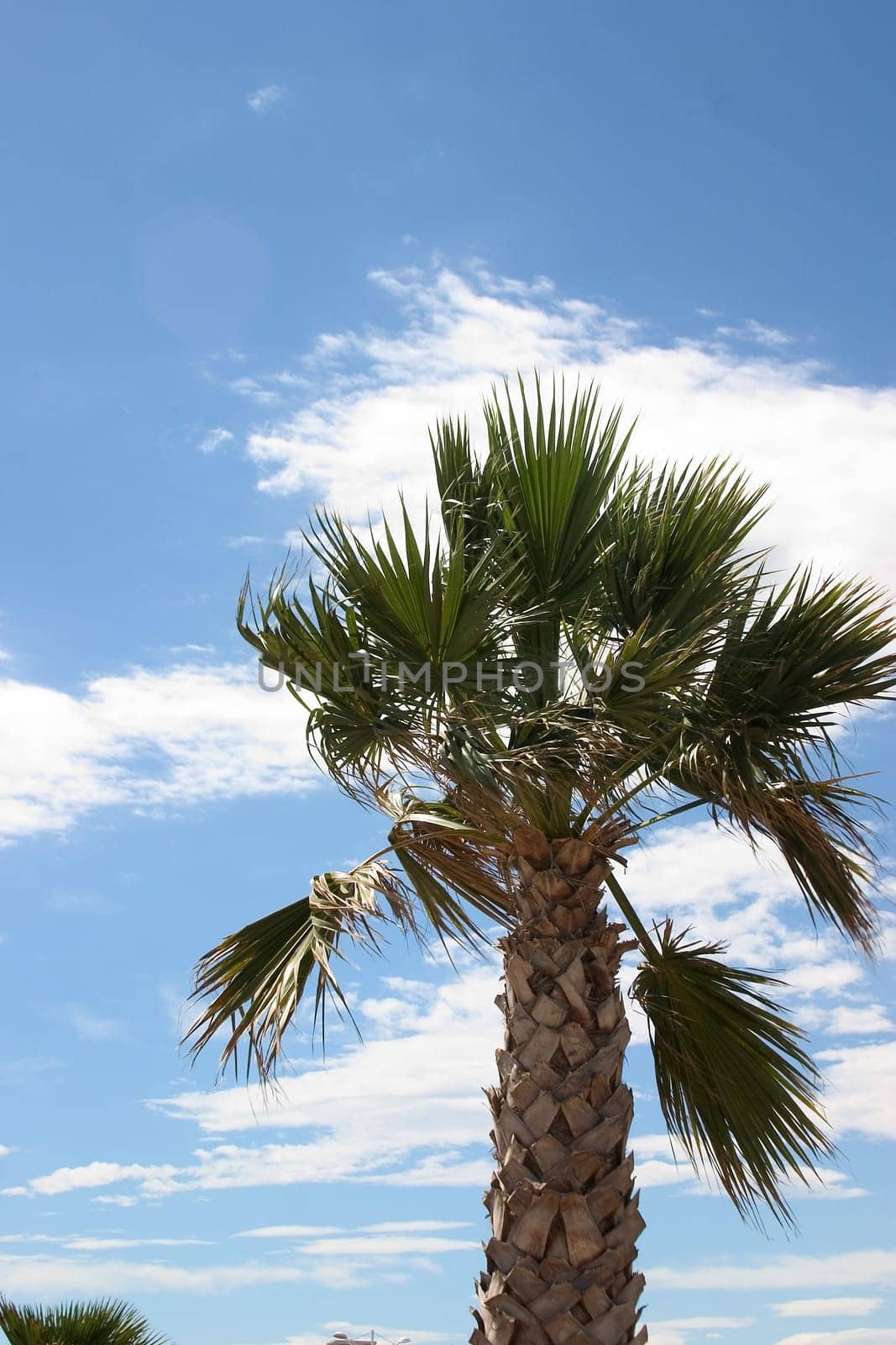 Palm frond