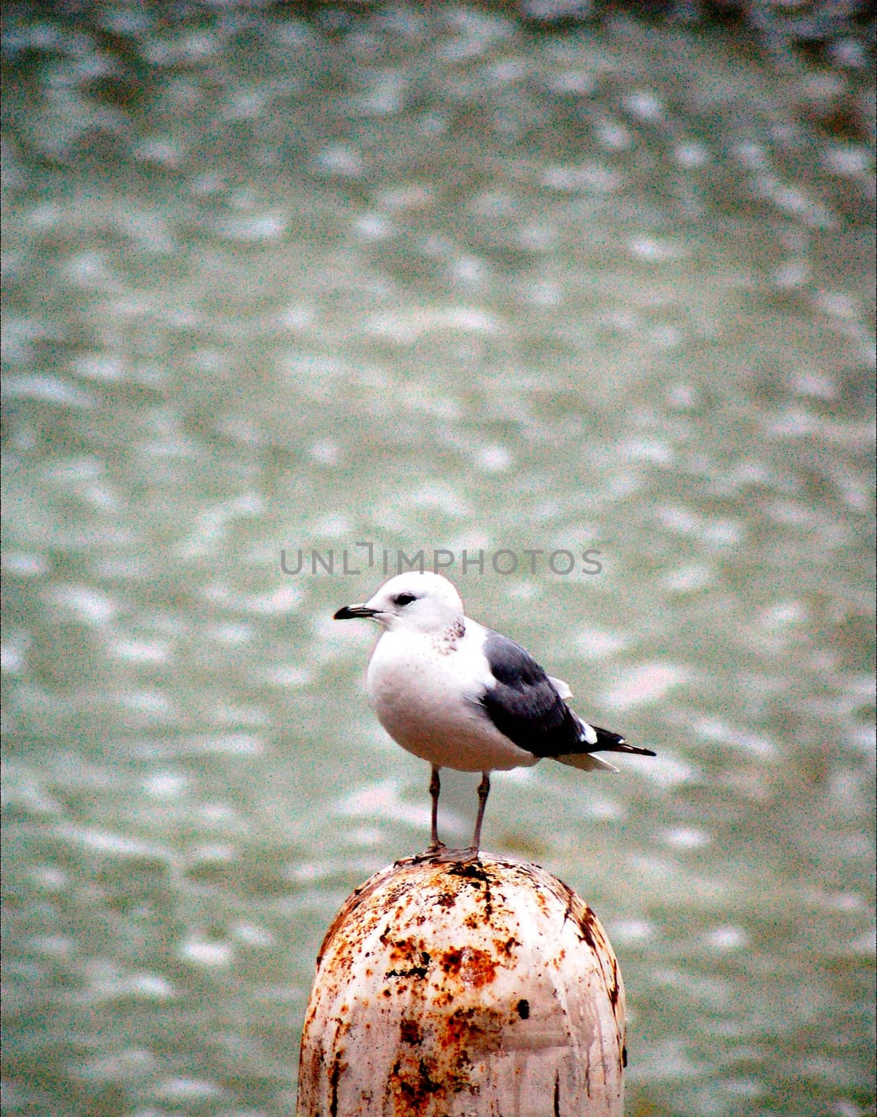 Volendam Seagull