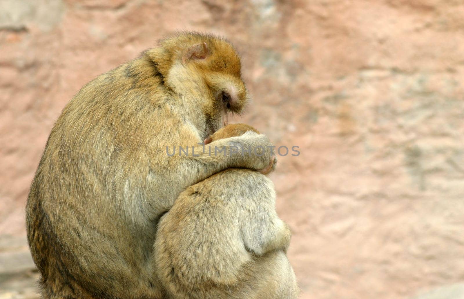 Doting love