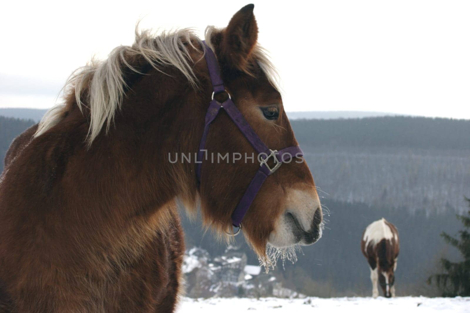 Winter horse