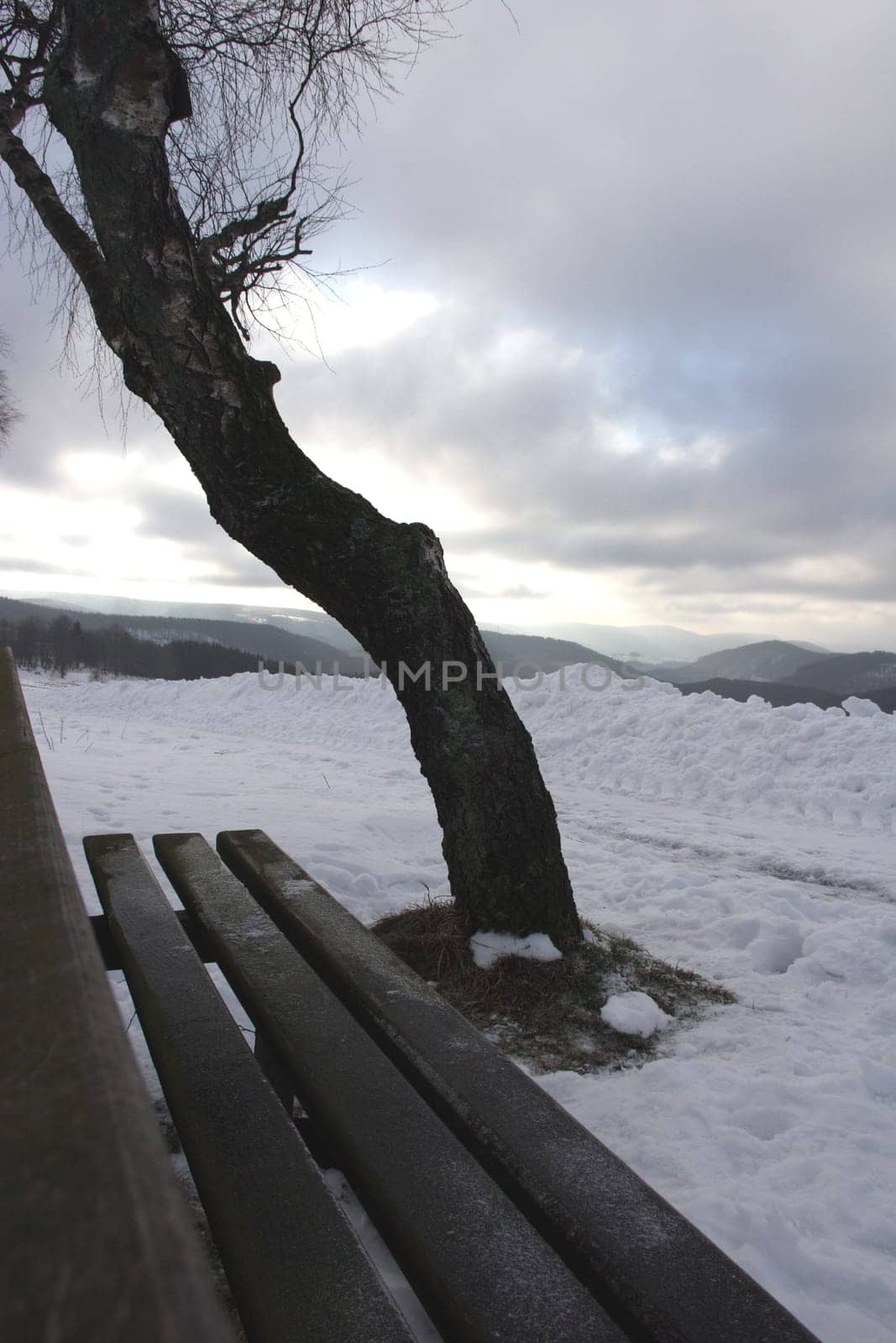 Winter Bench