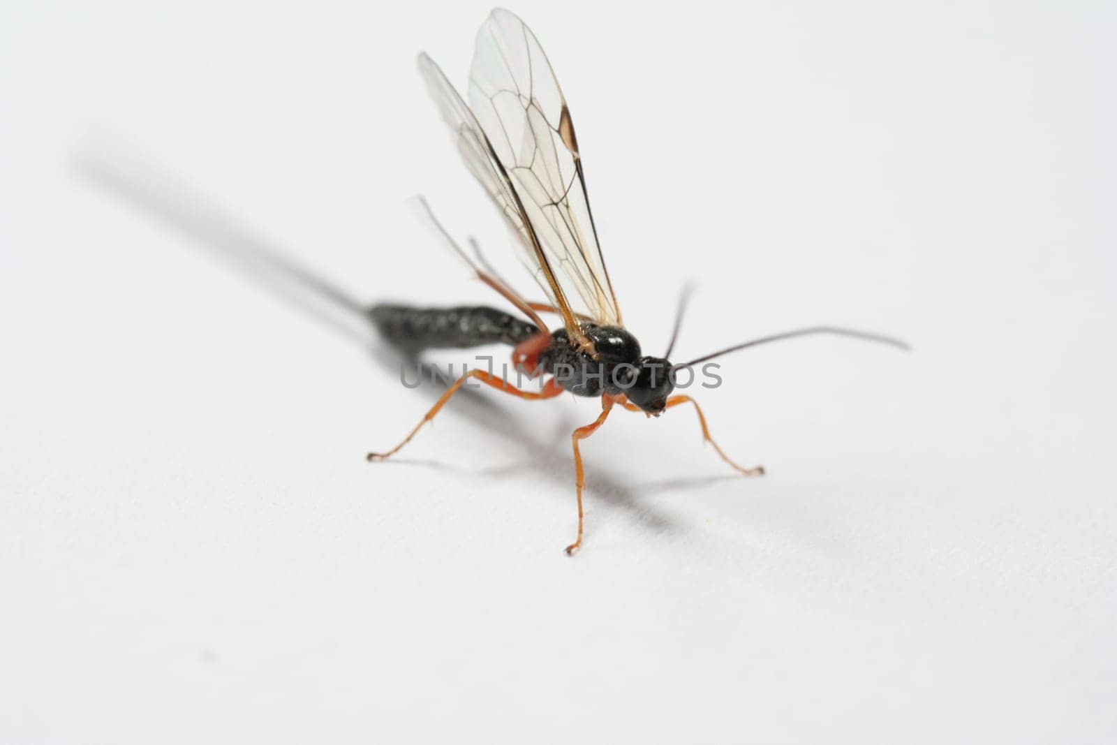 Ichneumon wasp III