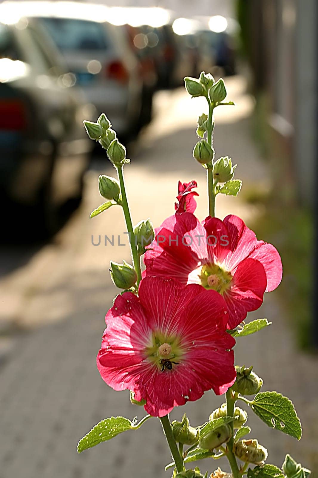 A photograph from Dreieichenhain,near Frankfurt,from the summer of 2003. This should have been the last of my 'flower pictures'! Now it's time to clean up your hard drive!