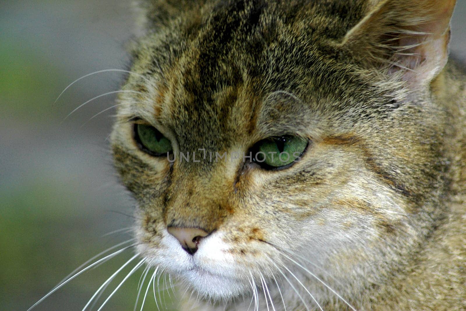 After a long break,once again an animal portrait