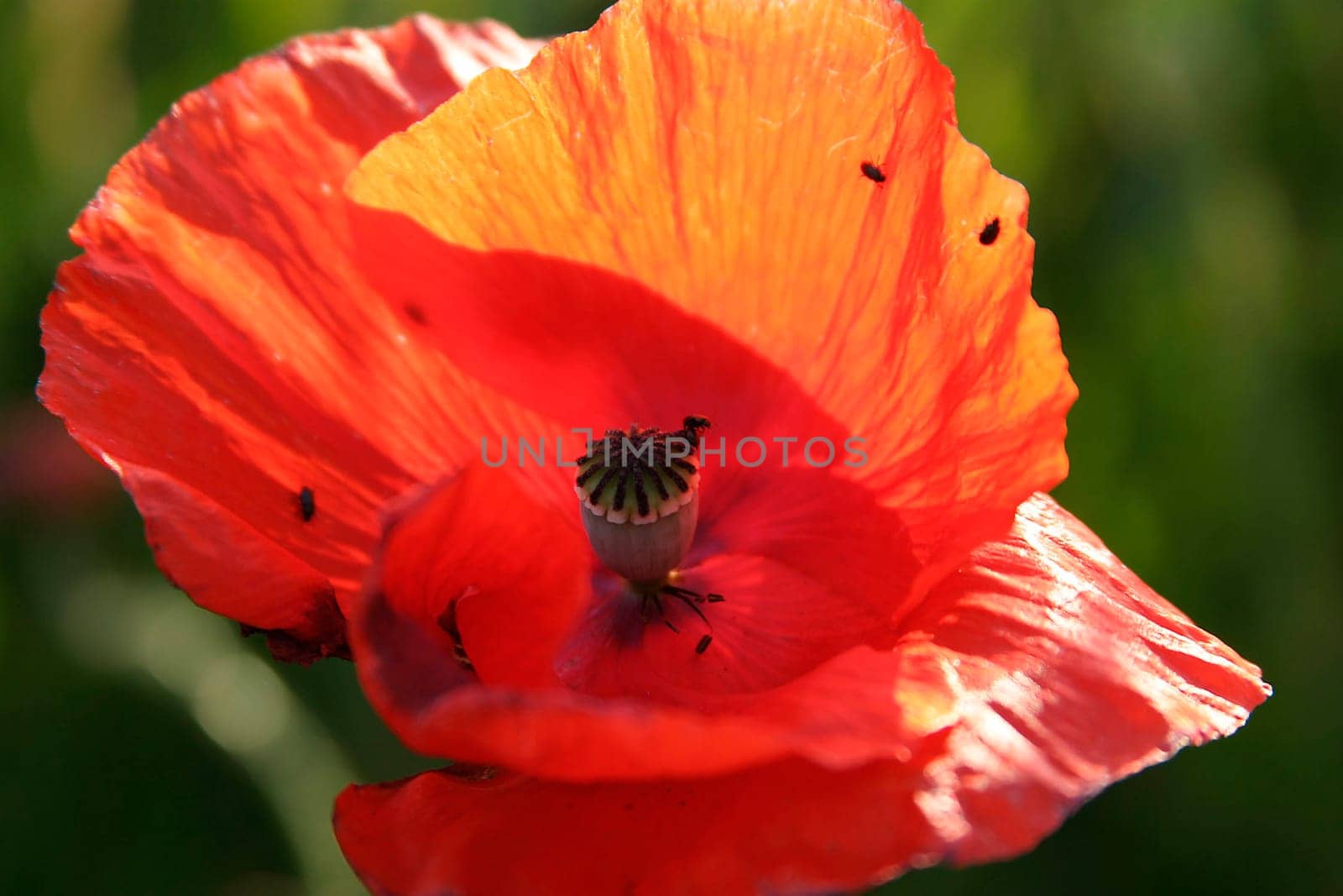 Corn poppy
