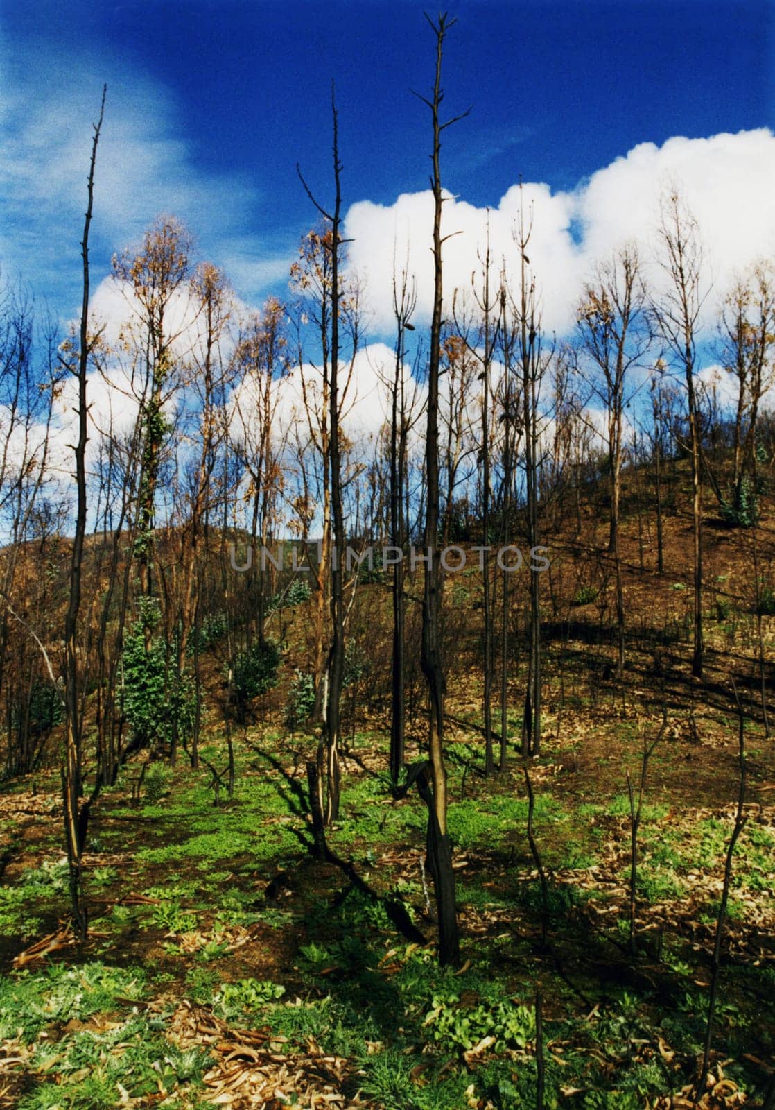 After the forest fire