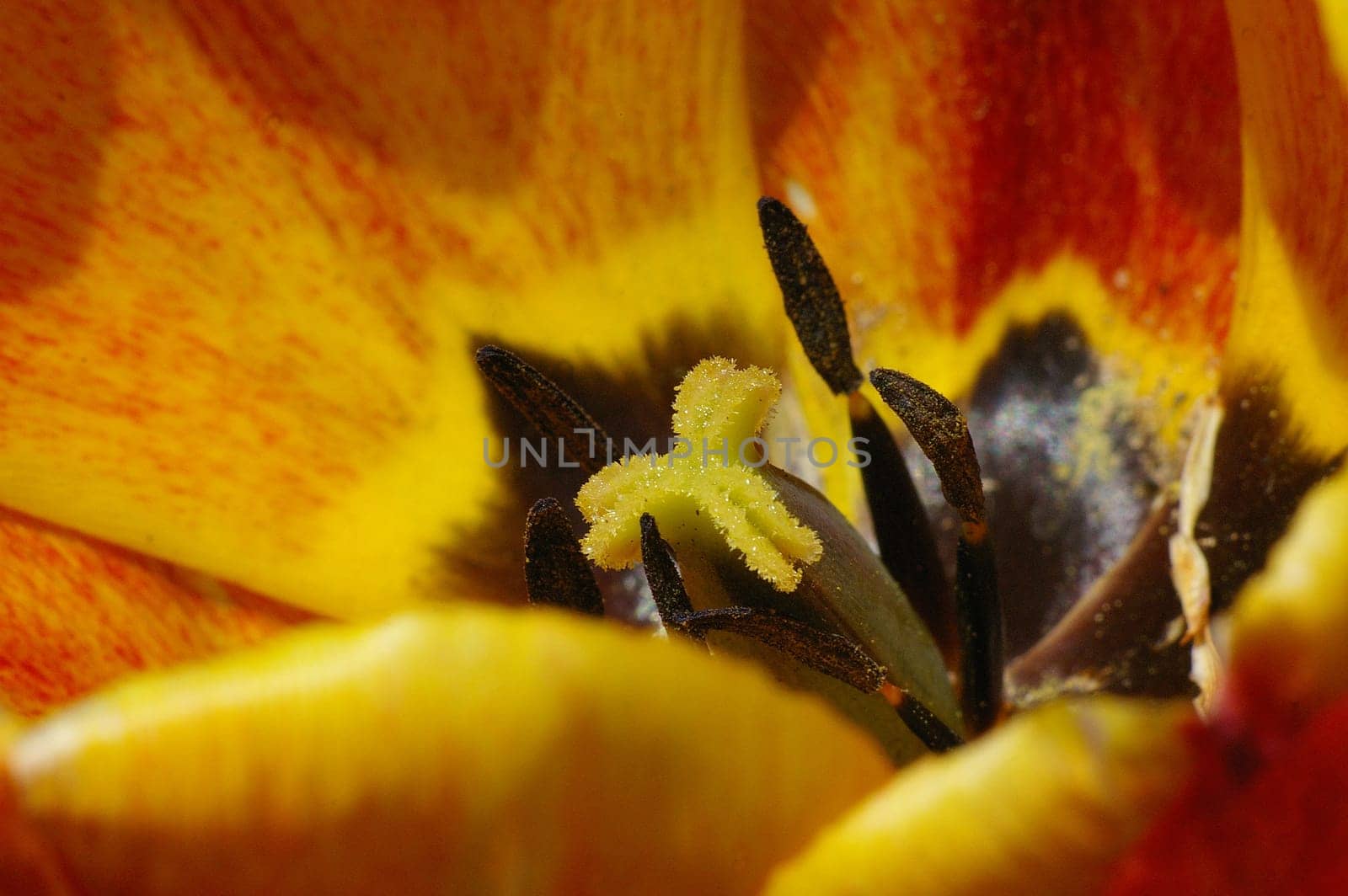 Tulip macro