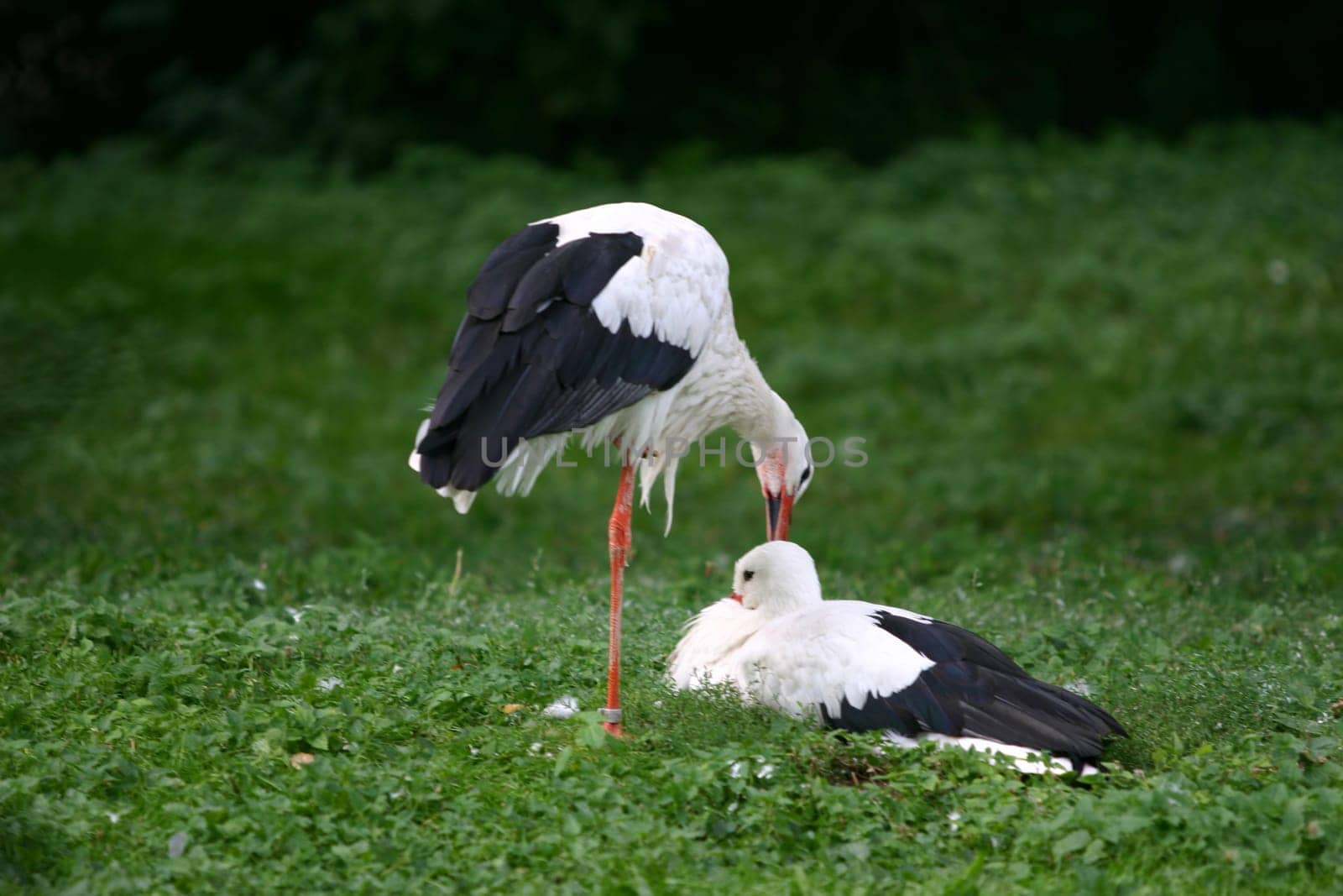 White stork