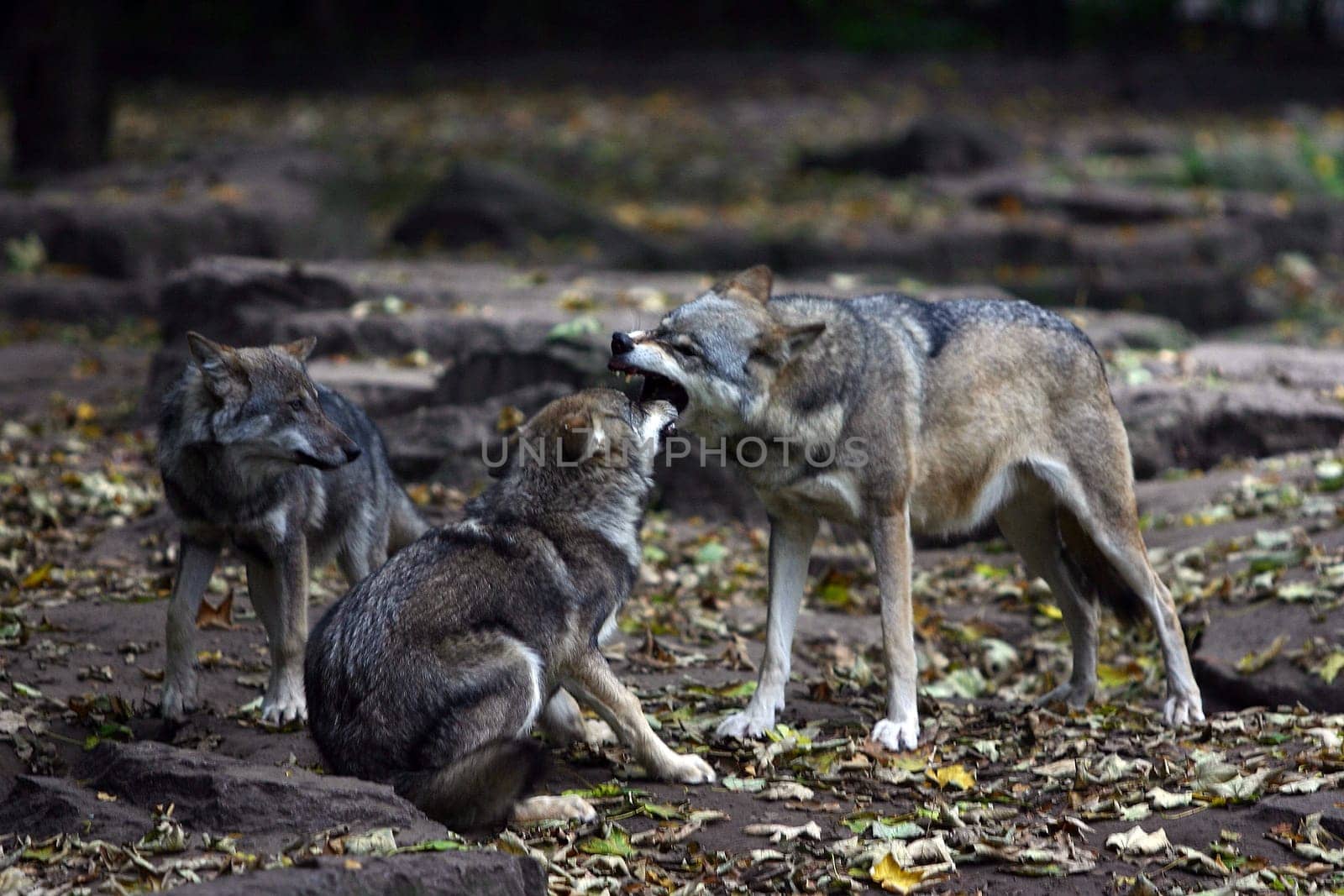 Wolf