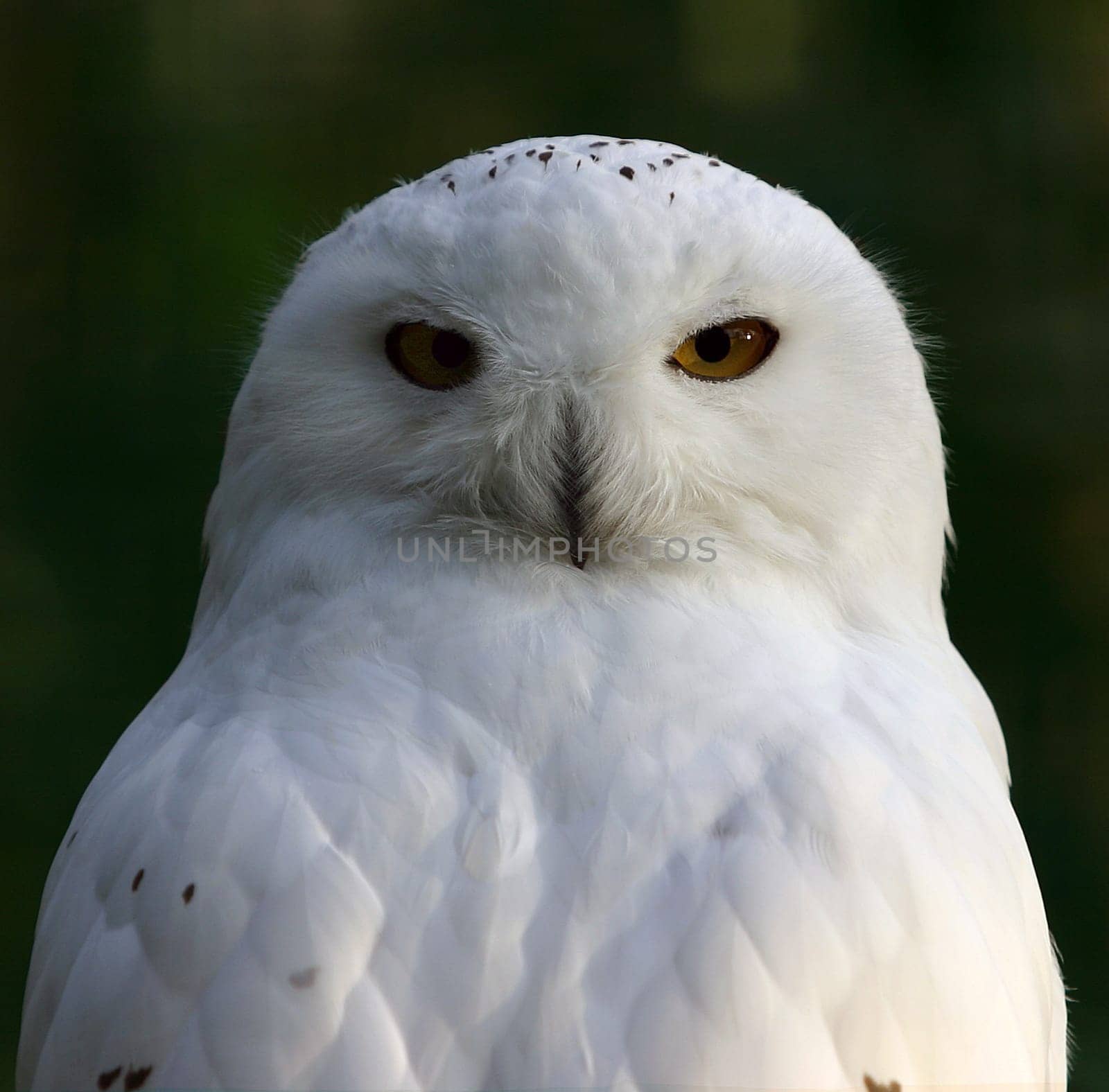 Snow owl