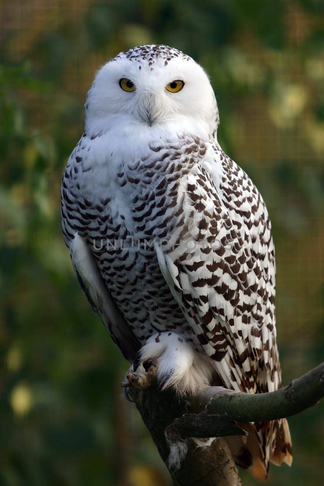 Snow owl