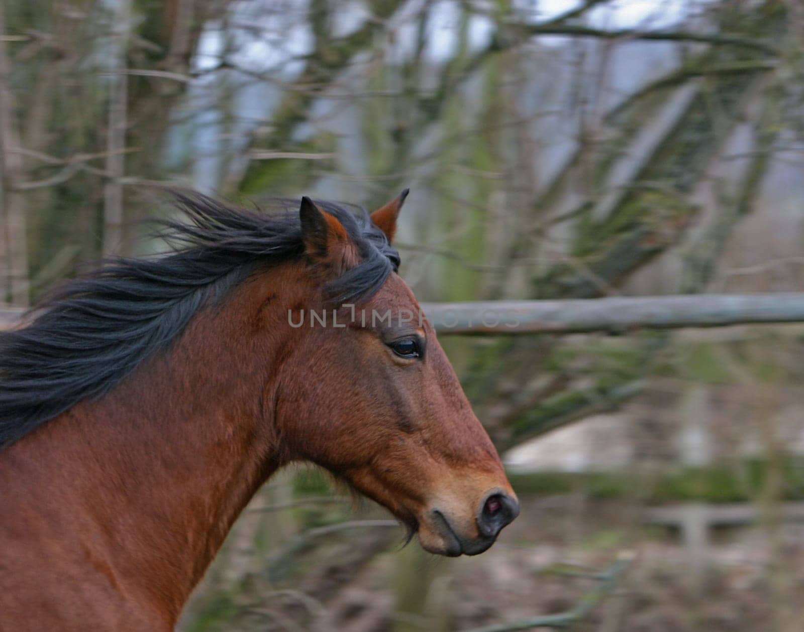 my Andalusian Goli had to serve as a model again,I tested my new toy (EF 2.8 70-200 IS USM) in bad light. I have to say it's a nice toy -)