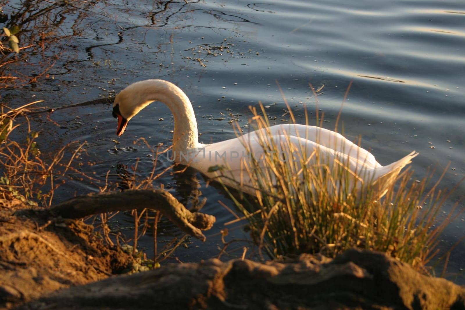 Foraging