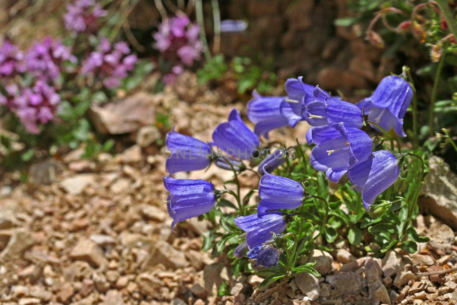 Bellflower