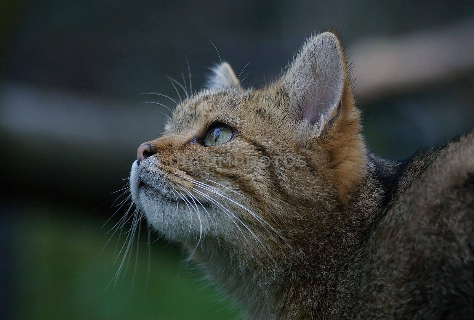European wildcat