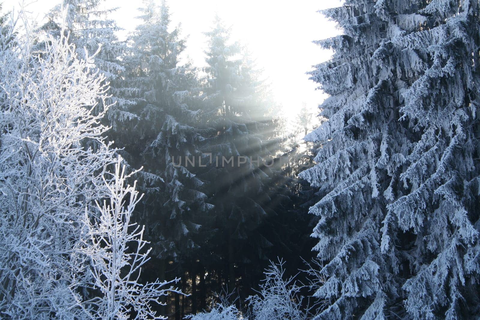 Sunbeams 2