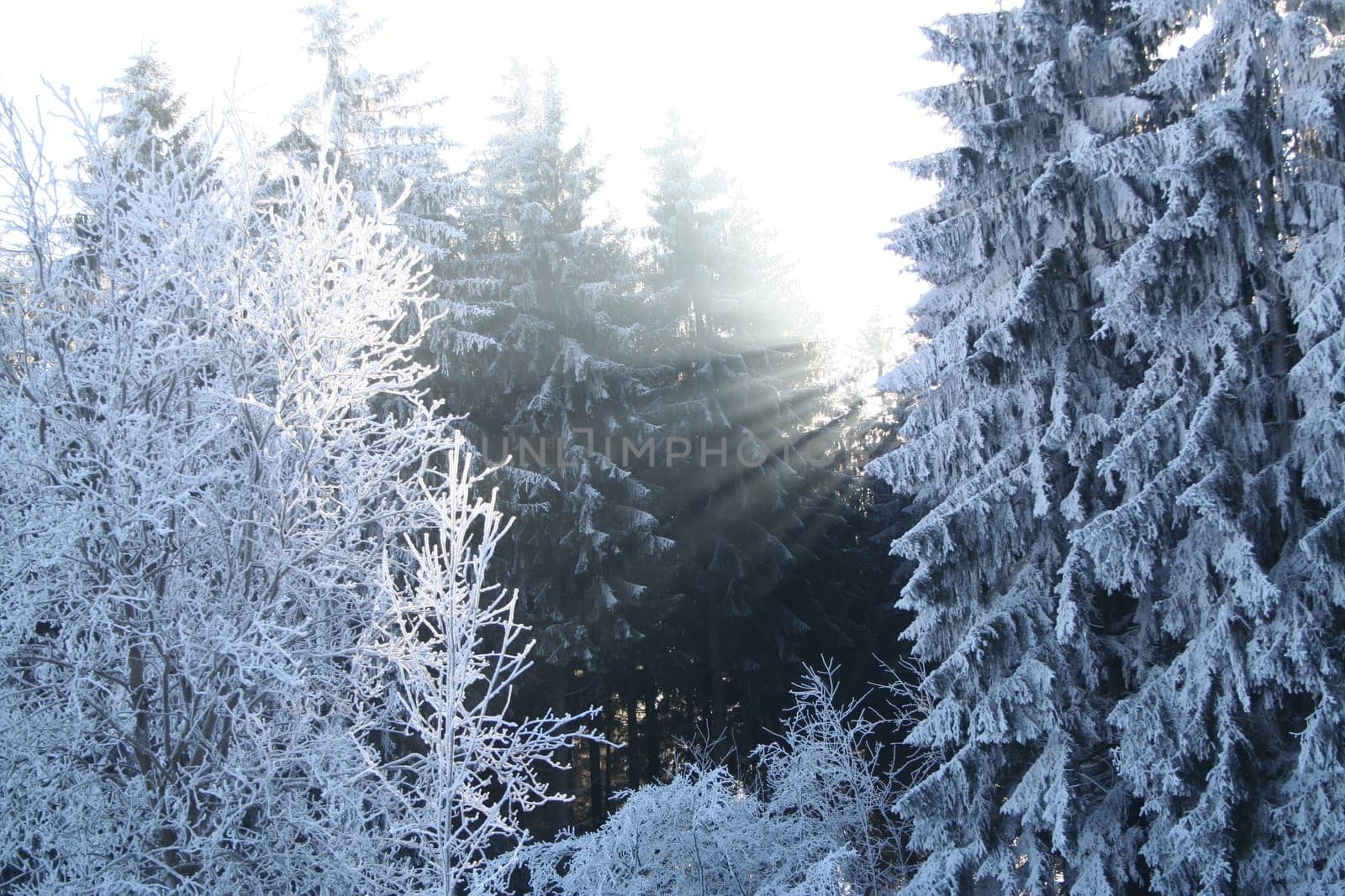 Sunbeams