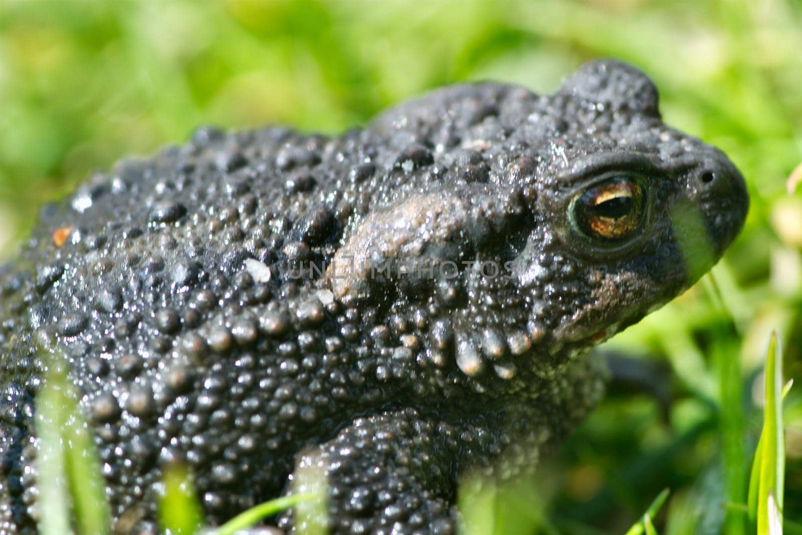 Common toad in the grass