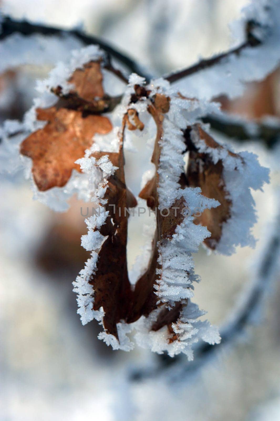 Ice Edge Leaves