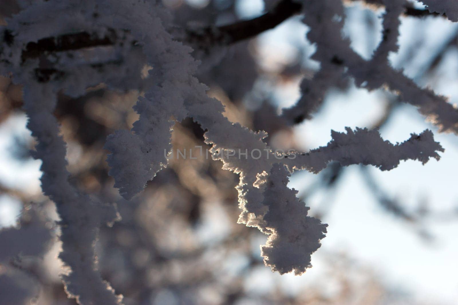 Ice crust