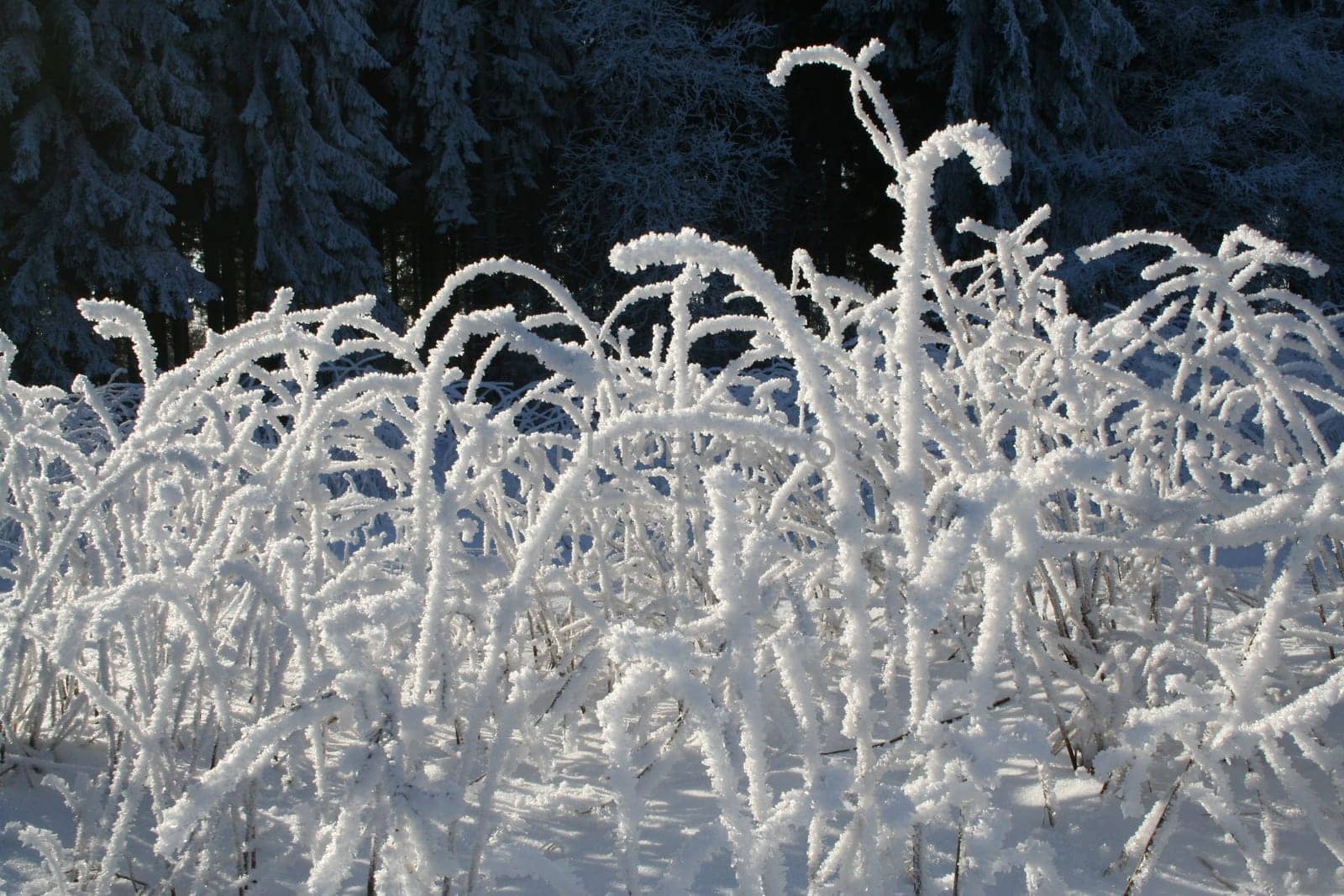 Candy canes