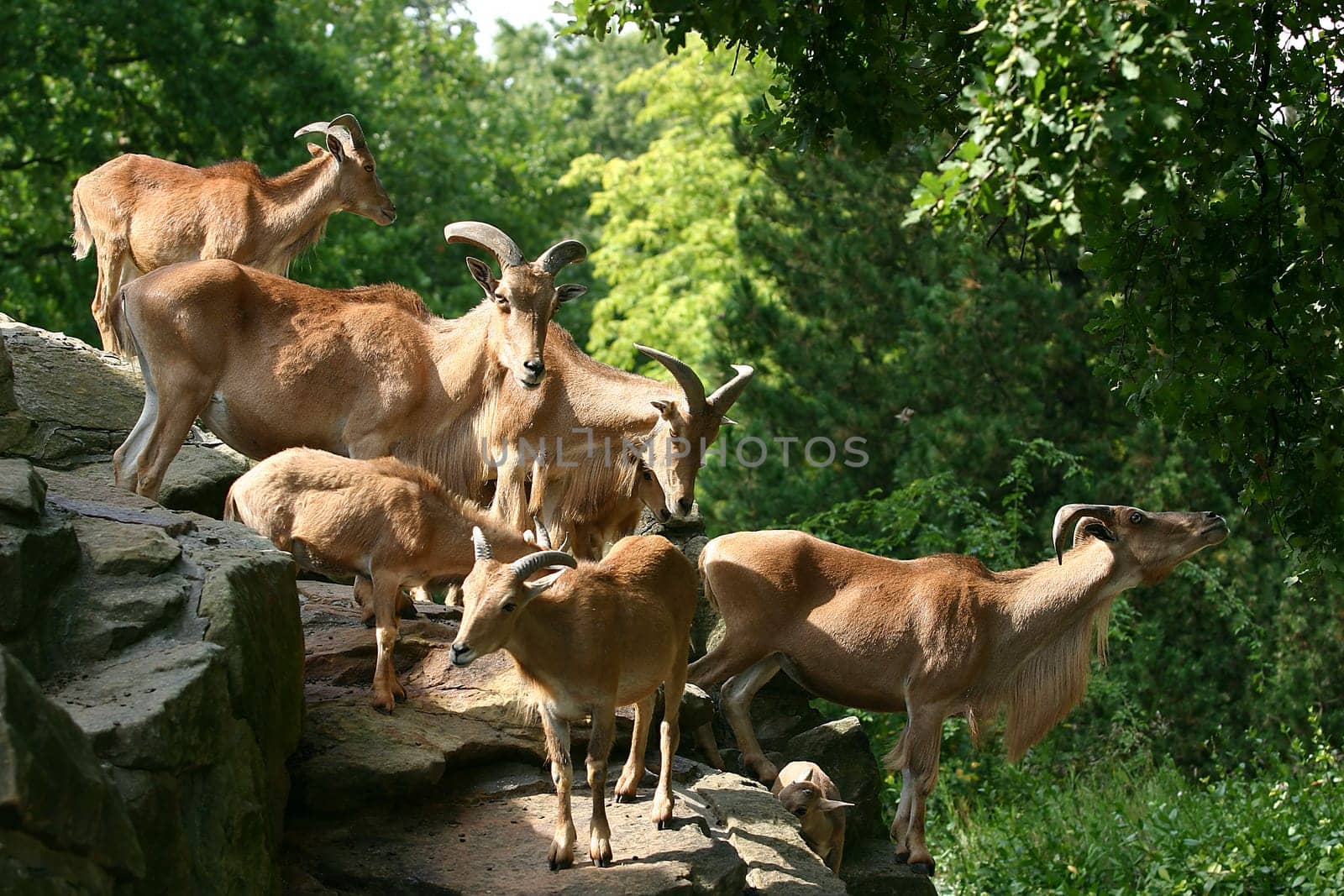Mountain goat