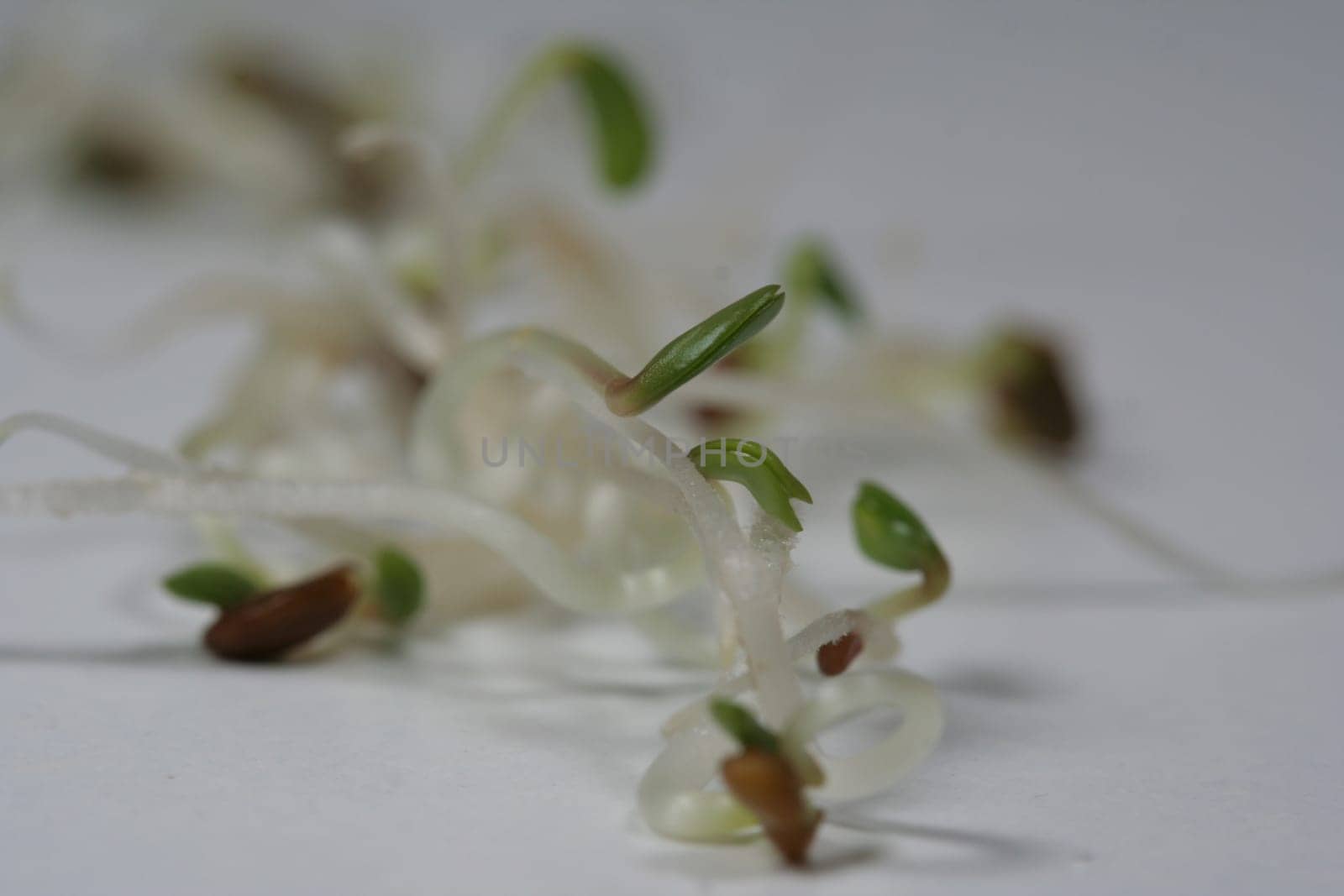 Alfa Alfa Sprouts I