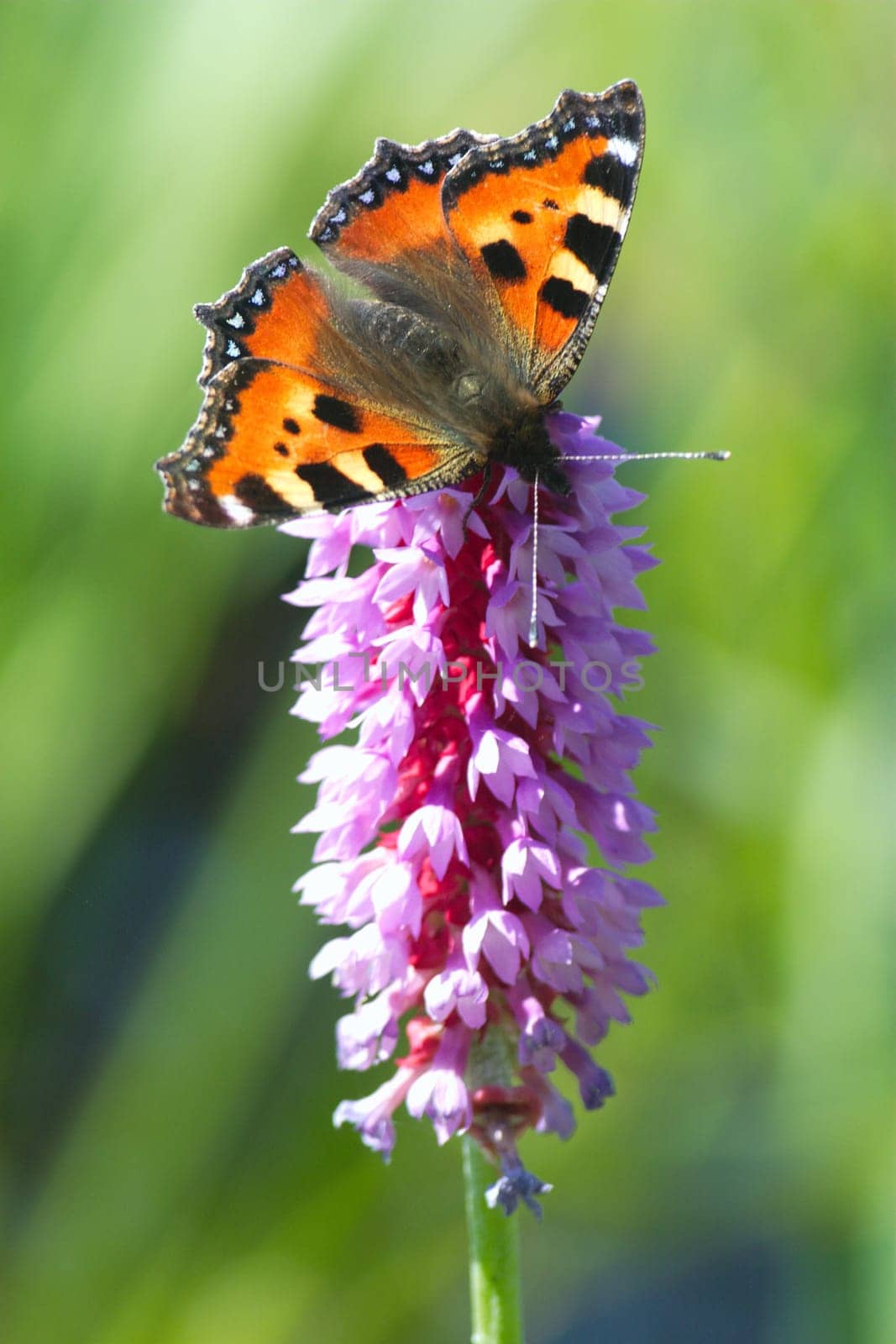 Little fox on orchid primrose