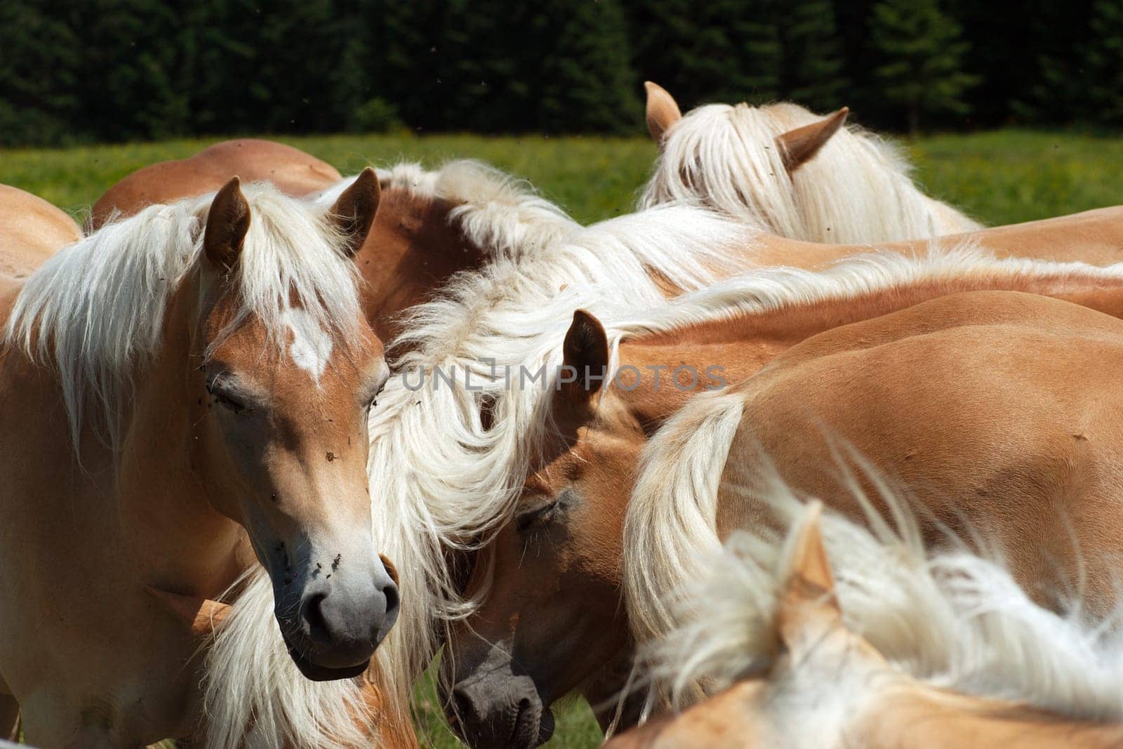Horse herd