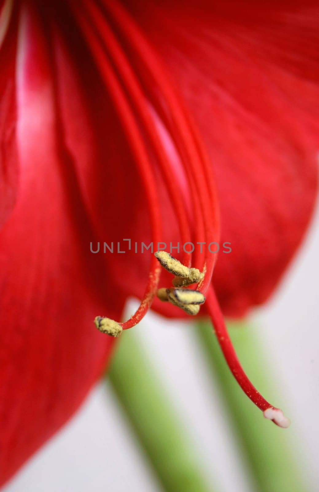 Desire for color