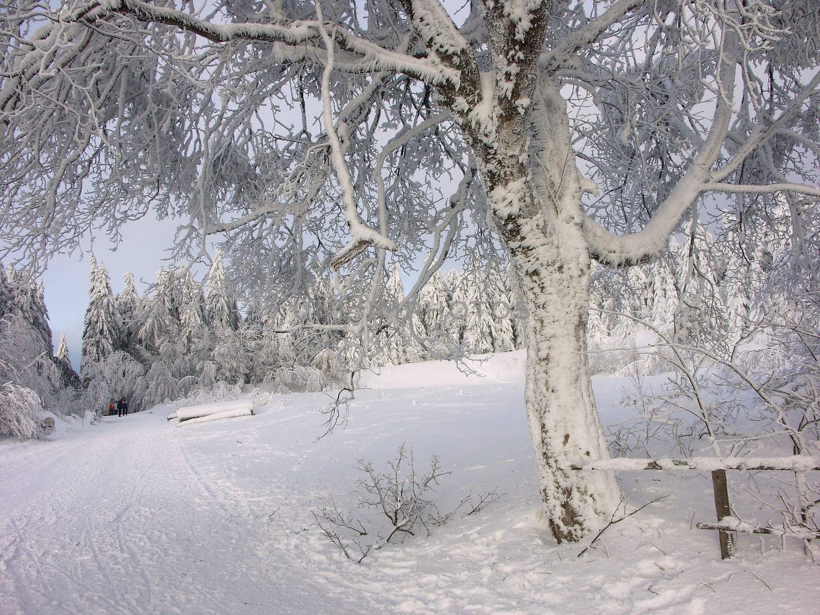 Winter Wonderland (3)