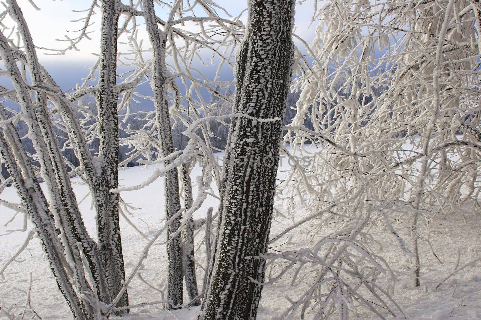 icy patterns