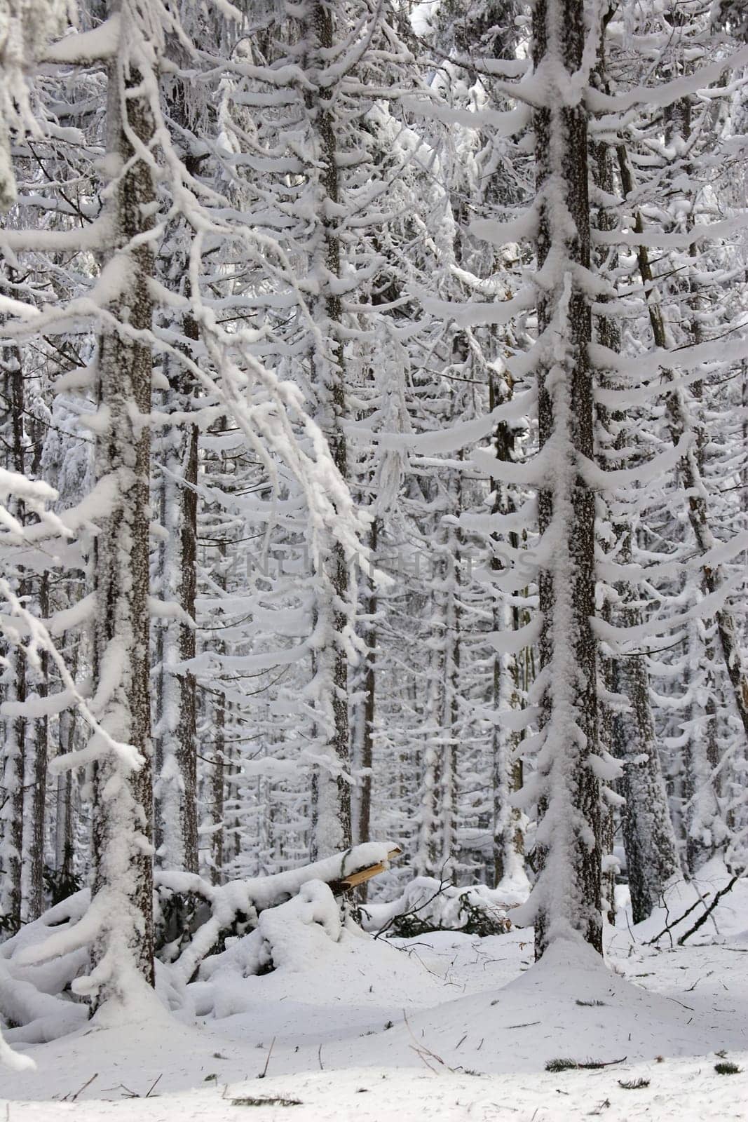 Snow breakage