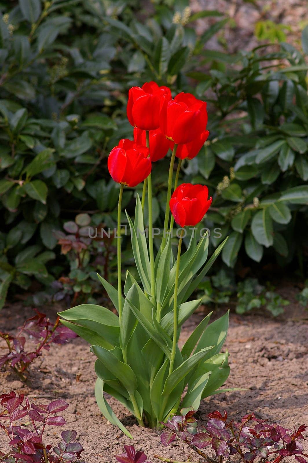 Tulips