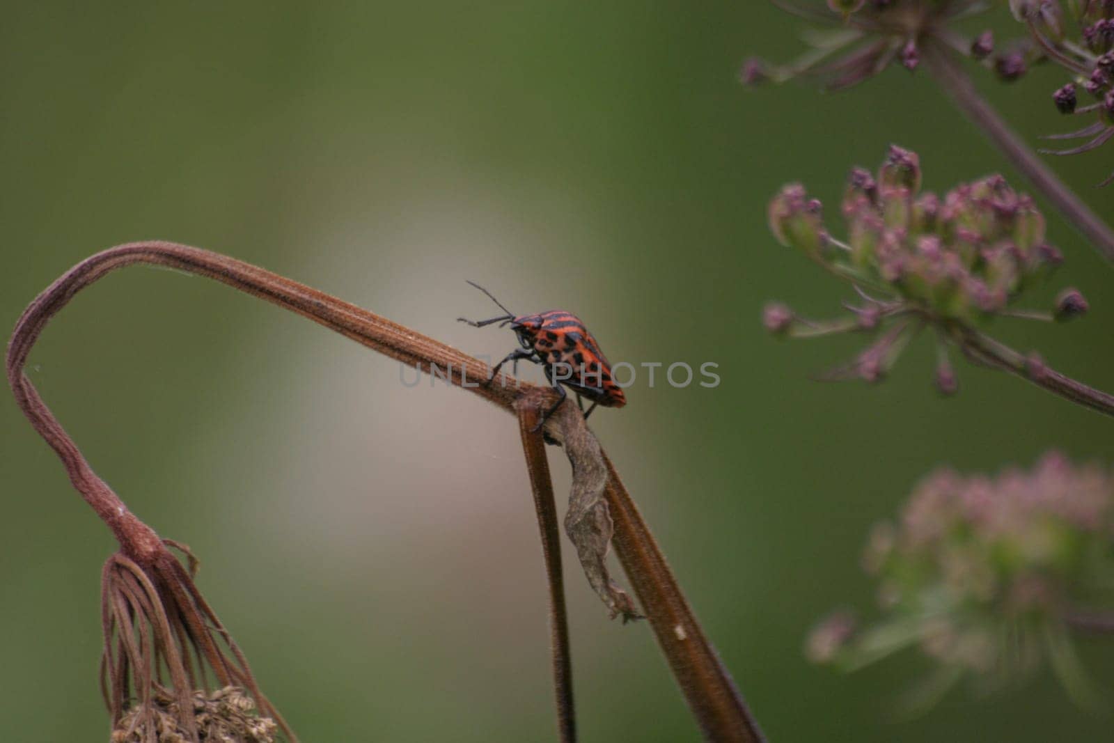 Striped bug