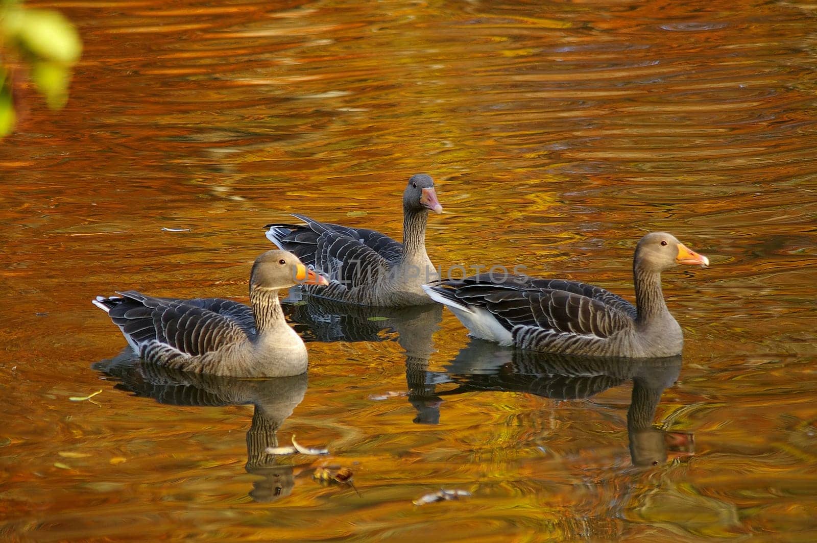 no EBV in terms of color  the coloration comes from the autumn leaves that are reflected in the lake
