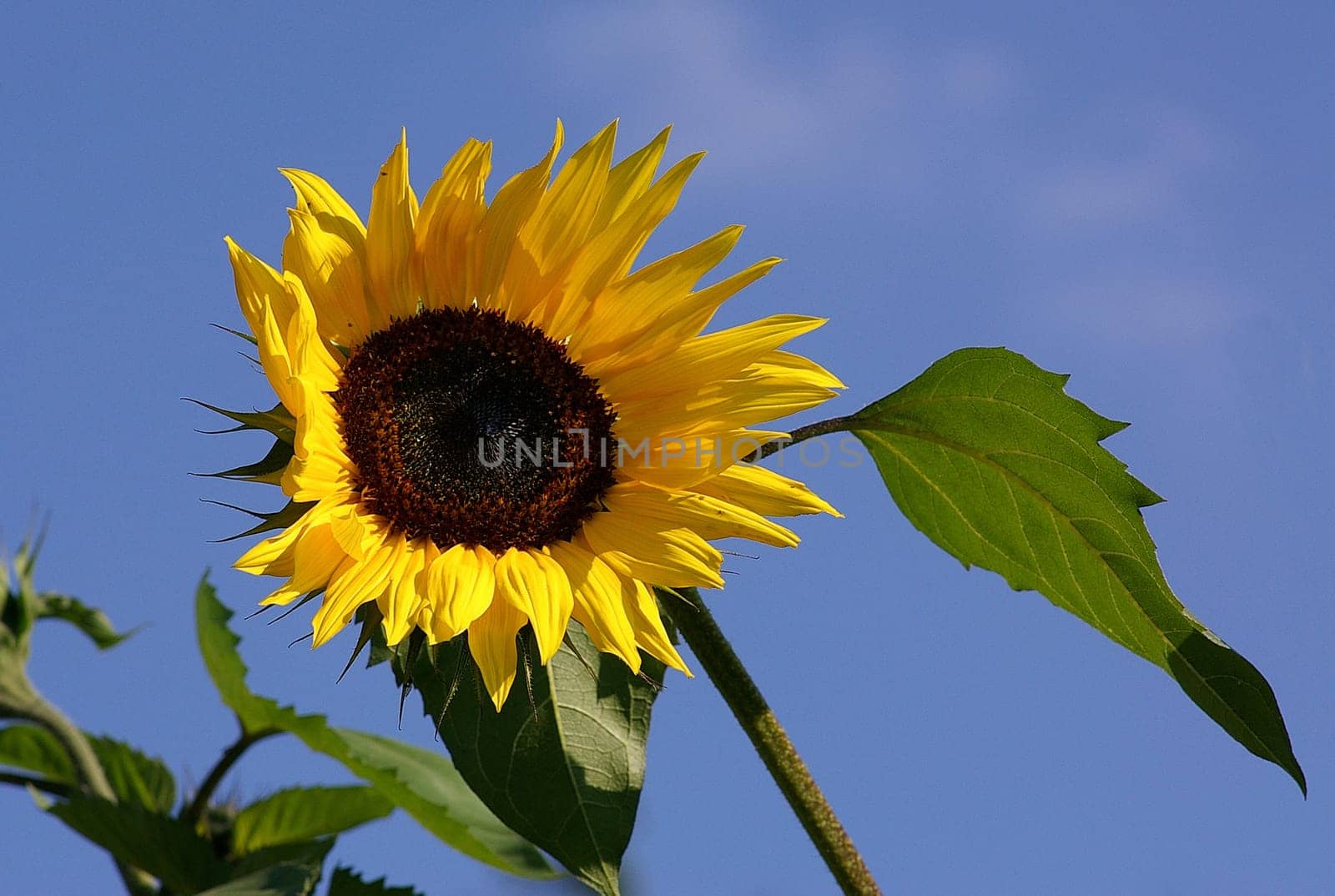 Sunflower in the wind