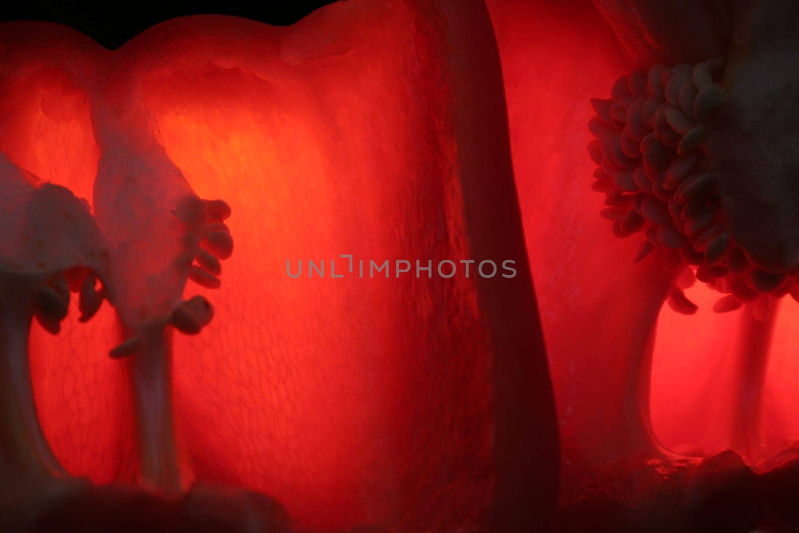 the view from the inside is focused on the intense color of red peppers