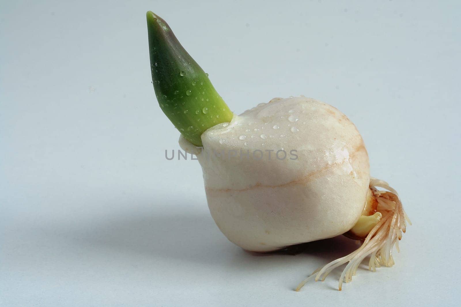 Sprouting II