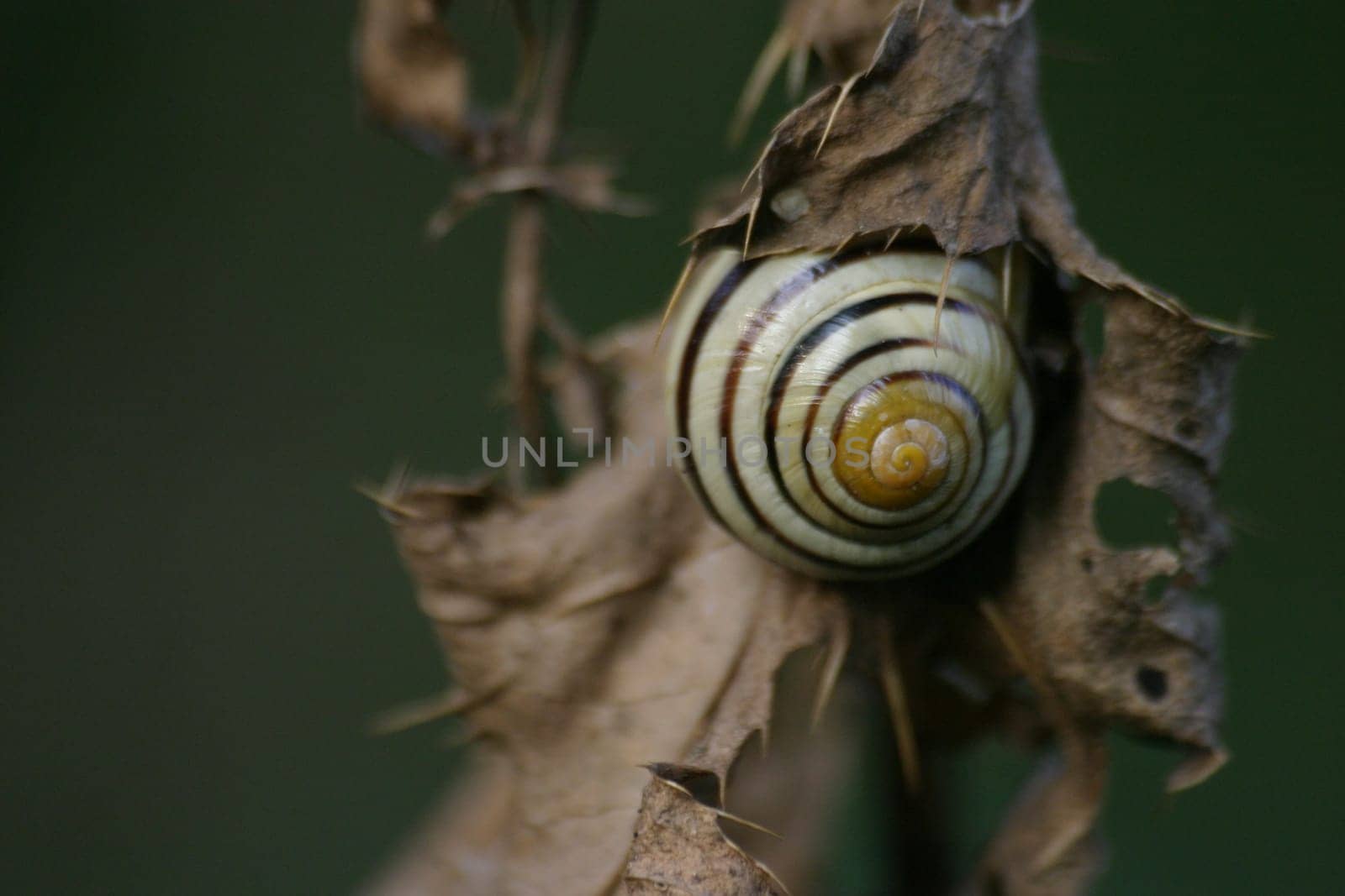 Casing snail in dry plant