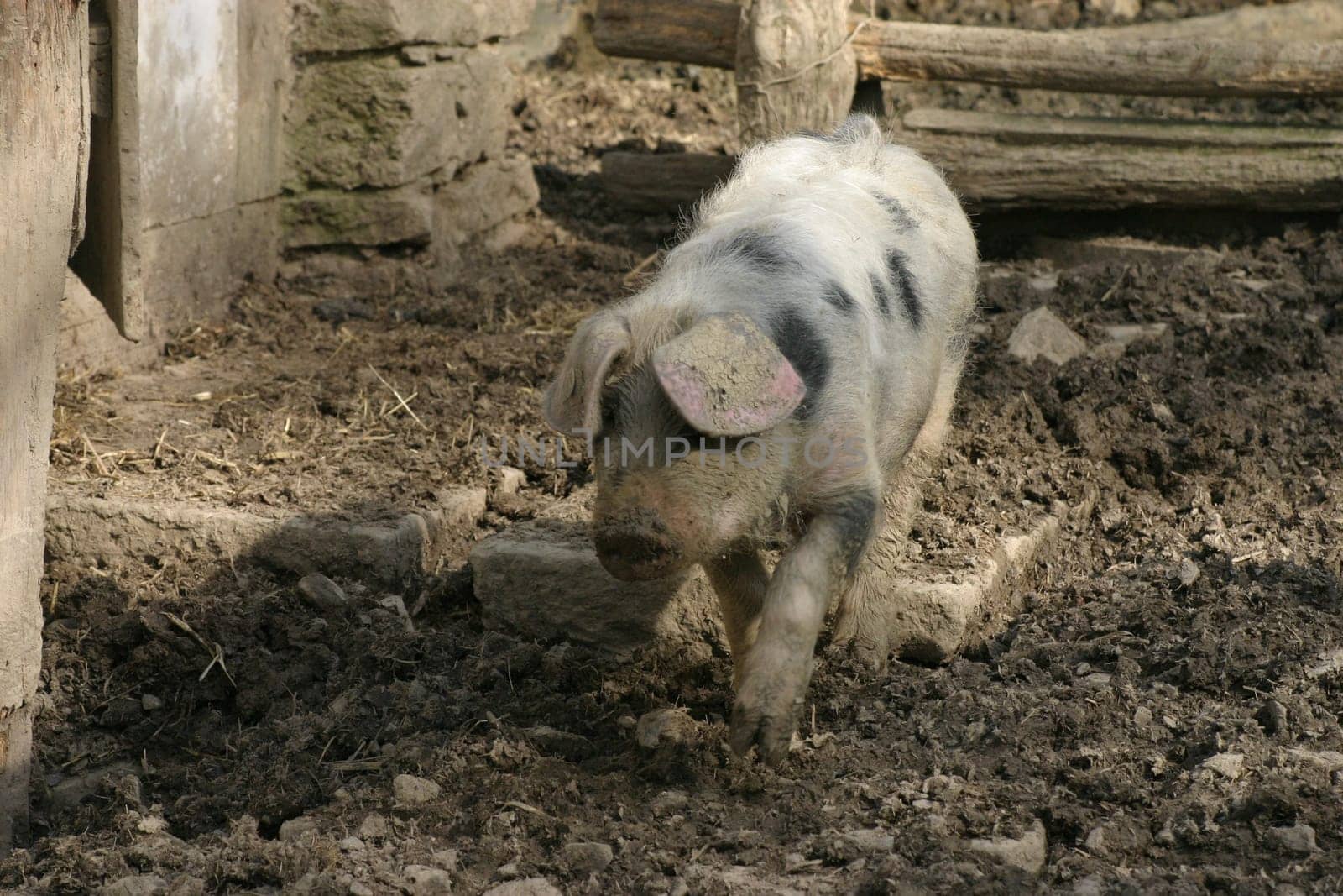 Free range