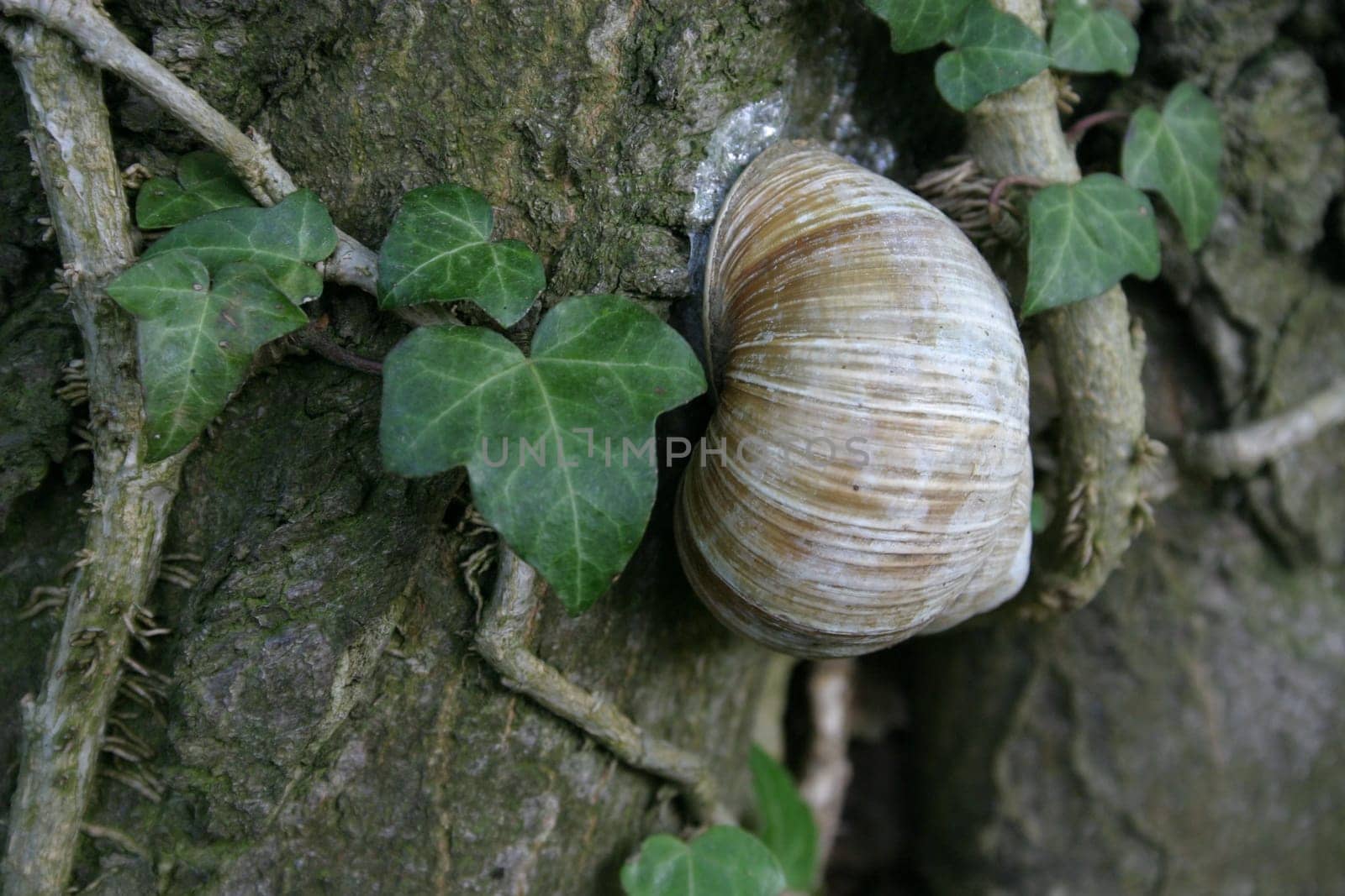 Vineyard snail in dry sleep on a tree trunk
