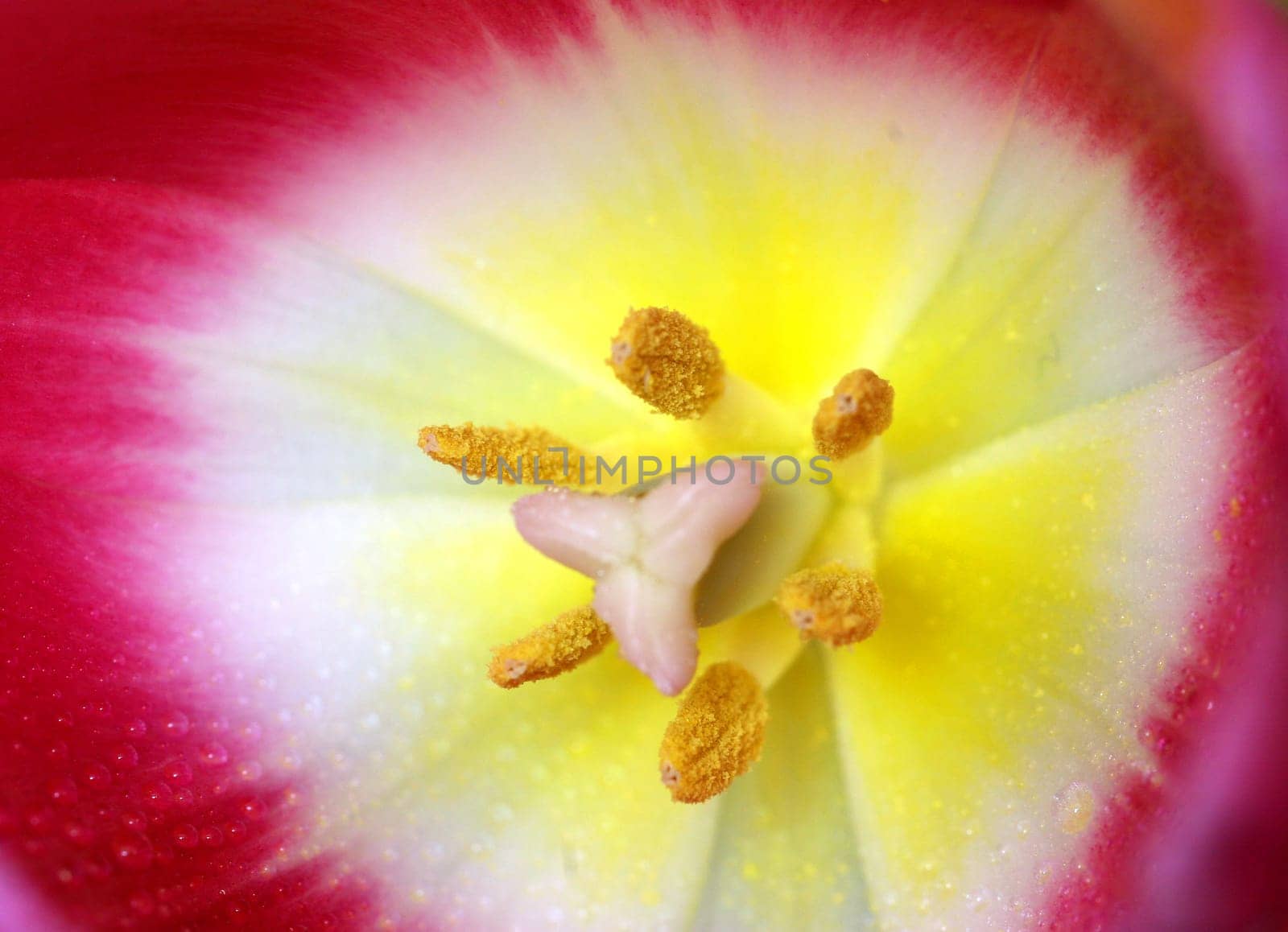 Tulip