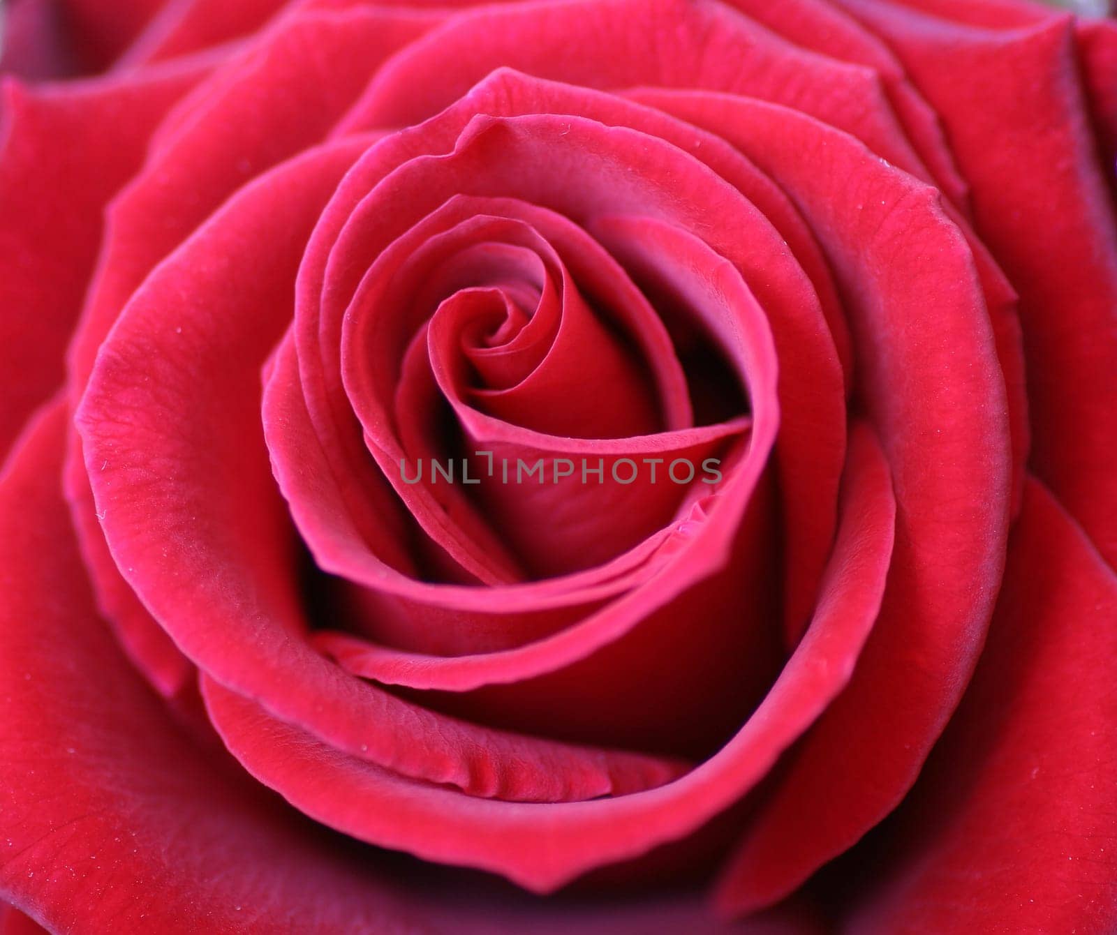 Rose blossom