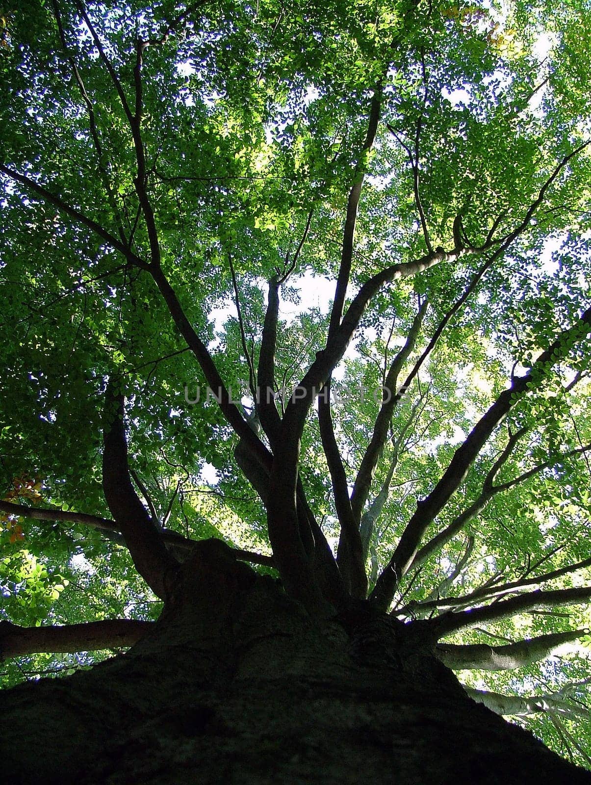 Strong as a tree