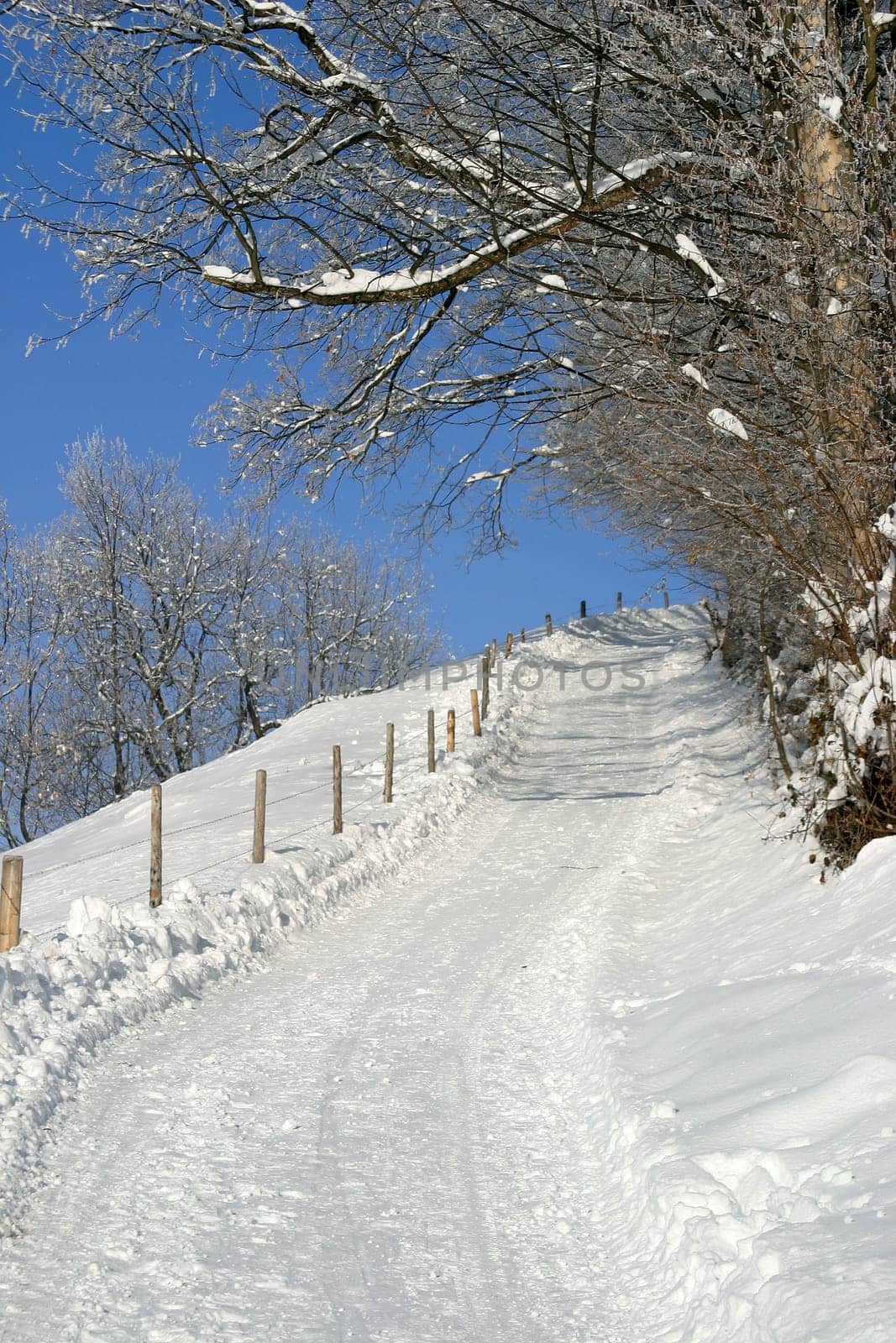 Winter Wonderland