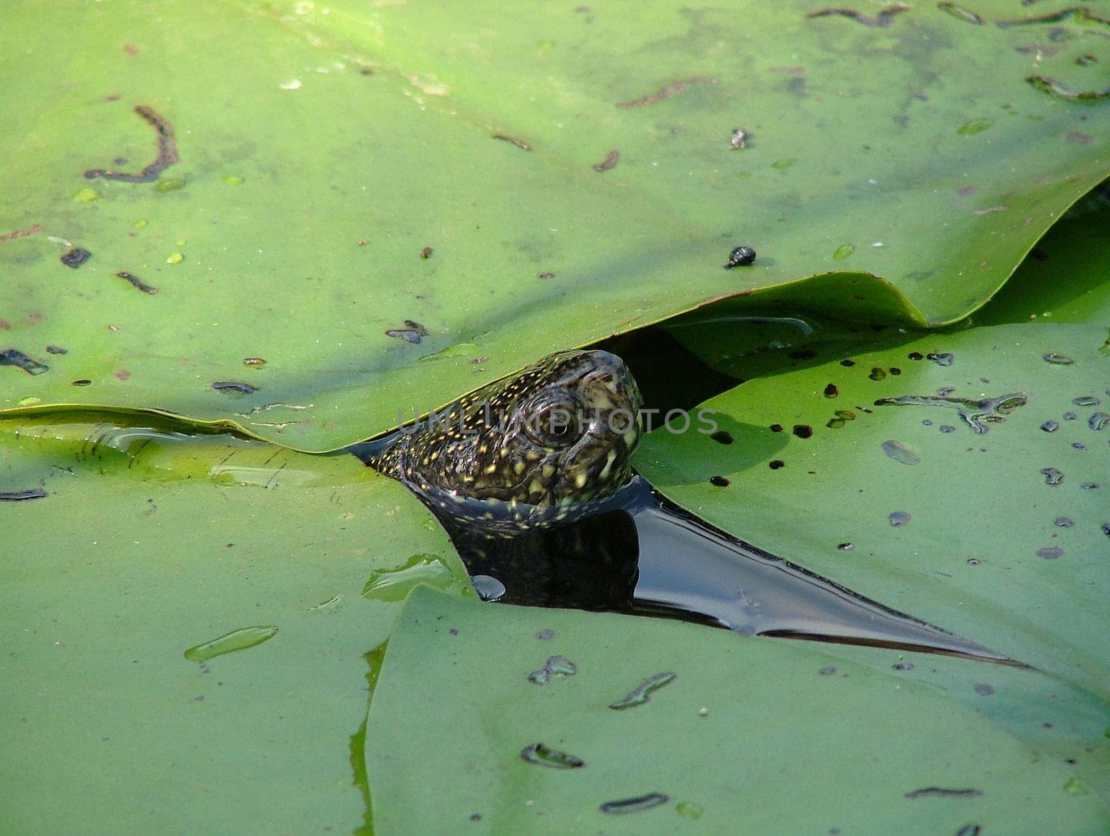 Klara - the water turtle of friends. She lives in a former pool which has been converted into a garden pond. If you don't know where she sits when she sunbathes,you have little chance of seeing her. It's so nimble