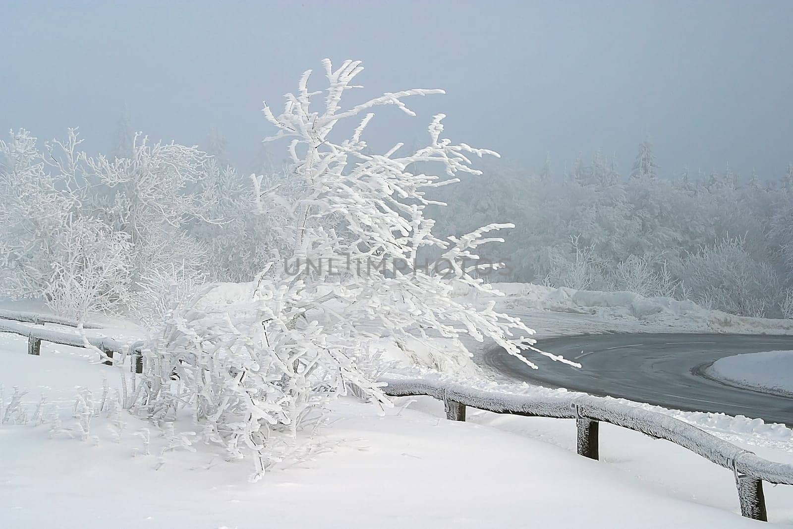 Recorded on 19.01.2006 on the Kleiner Feldberg in the Taunus. There was a gloomy soup in Frankfurt,but up here a thin fog drifted around,always broken by the sun. This resulted in very changeable but interesting lighting conditions