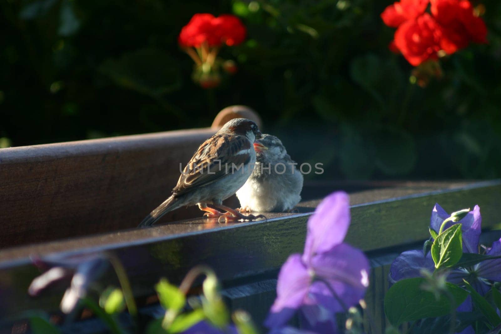 Sparrow feeding