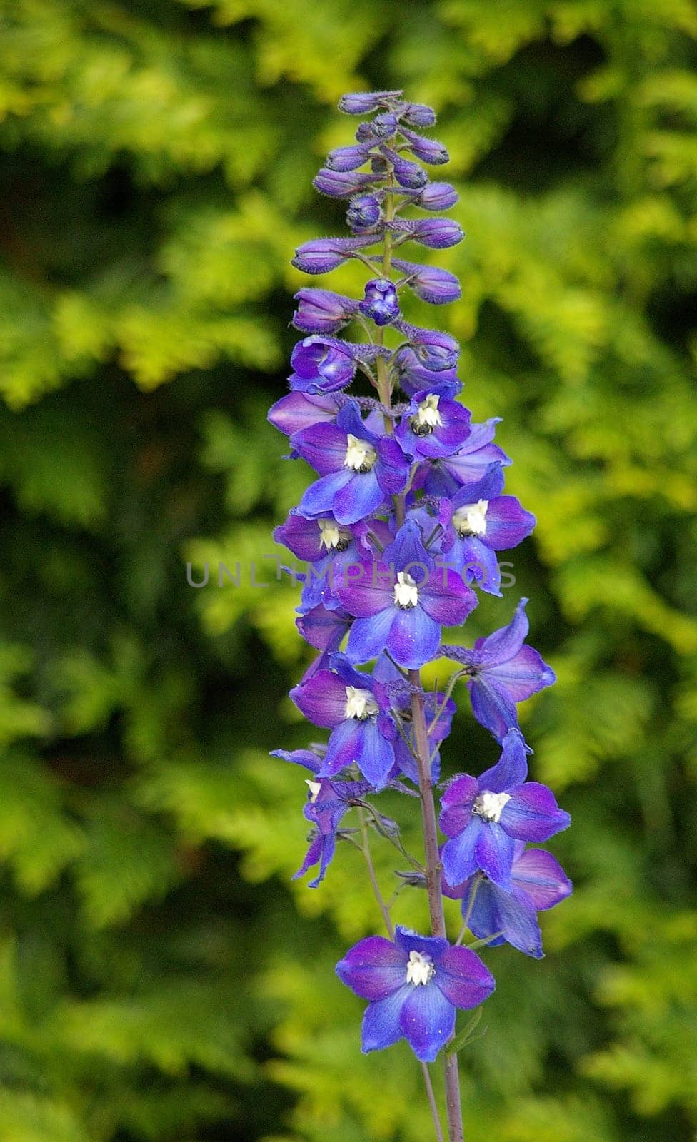 Larkspur
